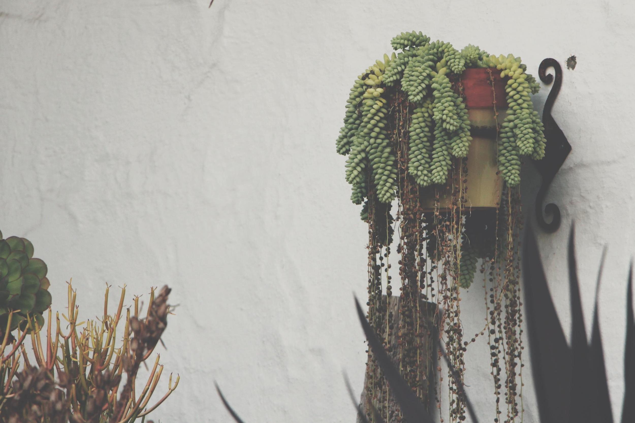 Cacti and Succulents in Old Town, CA via Needles + Leaves